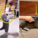 Cats eating and kittens sleeping/ trapped dog/vídeo cute of animals Playing.