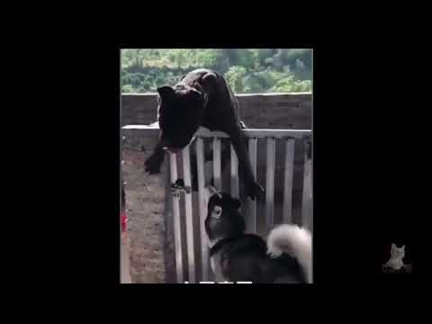 Charming #Pets garedns and Funny Animals Compilation | Funniest pets