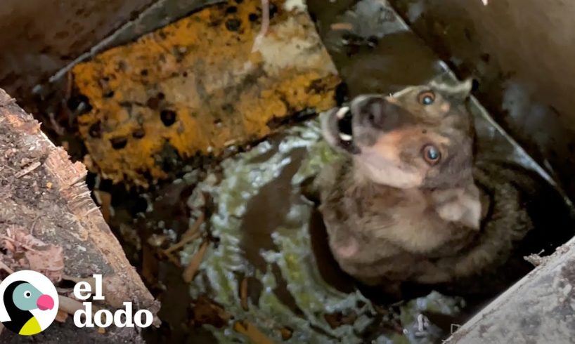 Chico visita a un perro callejero todos los días y termina salvándole la vida | El Dodo