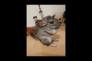 Chinchilla tricks. Chinchilla funny training. Chinchilla funny videos. Funny animals compilation