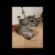 Chinchilla tricks. Chinchilla funny training. Chinchilla funny videos. Funny animals compilation