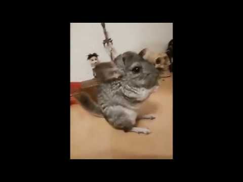 Chinchilla tricks. Chinchilla funny training. Chinchilla funny videos. Funny animals compilation