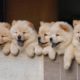 Chow chow breeding|New Born Puppies|Cutest Puppies|