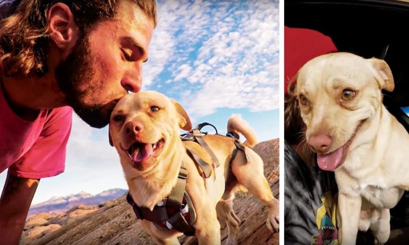 Cliff Diver Rescues Abandoned Dog, Takes It On Extreme Adventures