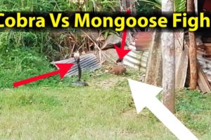 Cobra Vs Mongoose Fight 😮 | Cobra Snake Fight | Mongoose Fight | Animal Fight | Royal Cheramy