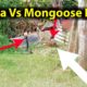 Cobra Vs Mongoose Fight 😮 | Cobra Snake Fight | Mongoose Fight | Animal Fight | Royal Cheramy