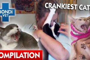 Crankiest Cats 😾 | Compilation | Bondi Vet