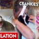 Crankiest Cats 😾 | Compilation | Bondi Vet