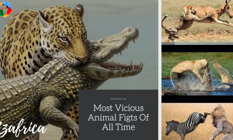 Craziest Wild Animal Fights Compilation 2020