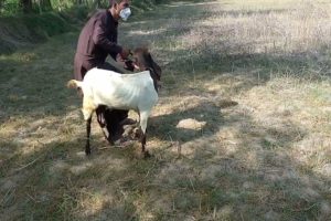 Cute Animals Playing With Goat And Trained ||Cute Animals 1M