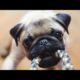 Cute Animals are playing lll #funnyanimals lll #Beautifull