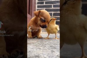 ♥ Cute Puppies Doing Funny Things 2020♥  Cutest Dogs and baby chicken #funnydog #funnydogvideo