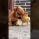 ♥ Cute Puppies Doing Funny Things 2020♥  Cutest Dogs and baby chicken #funnydog #funnydogvideo