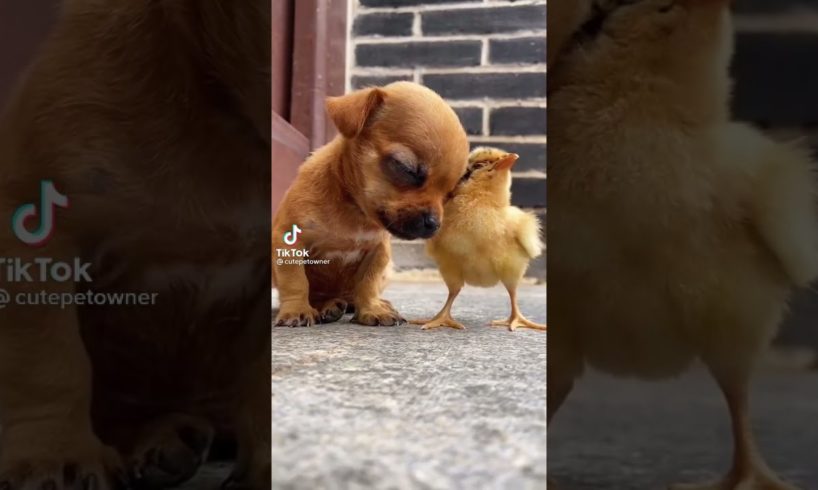 ♥ Cute Puppies Doing Funny Things 2020♥  Cutest Dogs and baby chicken #funnydog #funnydogvideo