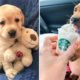 🐶Cute Puppies Doing Funny Things 2021🐶 #3 Cutest Dogs