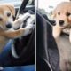 🐶Cute Puppies Doing Funny Things 2021🐶 #4 Cutest Dogs