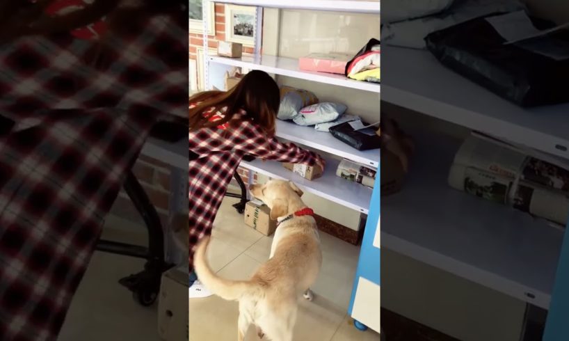 Cute Puppies Doing Funny Things, Cutest Puppies in the Worlds 2021 ♥  Cutest Dogs # 86