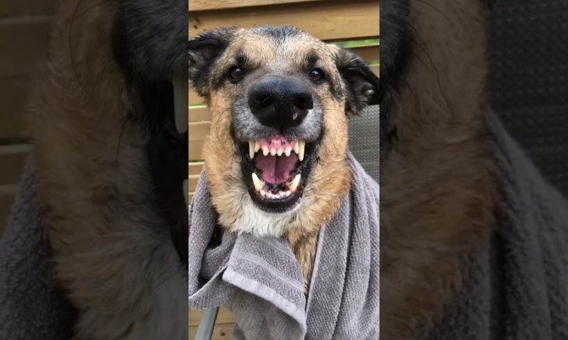 Cute Puppies Doing Funny Things|Cutest Puppies 2021#855.