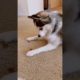 Cute Puppies Doing Funny Things|Cutest Puppies 2021#862.