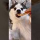 Cute Puppies Doing Funny Things|Cutest Puppies 2021#943.