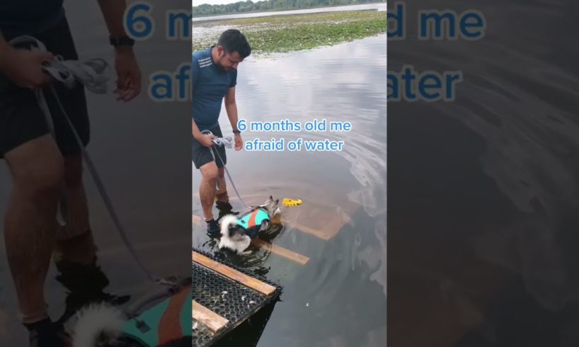 Cute Puppies Doing Funny Things|Cutest Puppies #24.