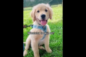 Cute Puppies Doing Funny Things|Cutest Puppies In The World | Cutest and Adorable dogs 🐶🐕🐩🐕‍🦺