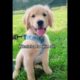 Cute Puppies Doing Funny Things|Cutest Puppies In The World | Cutest and Adorable dogs 🐶🐕🐩🐕‍🦺