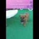 Cute Puppies 😍- Puppy & Dog Training Tips Ep.52 #shorts