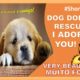 💖 Cute Puppies Videos 💕O Resgate- Eu te Adoto! 108 #Shorts
