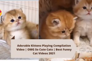 Cute and Funny Cats Playing Video Compilation 2021 | Funny Animals