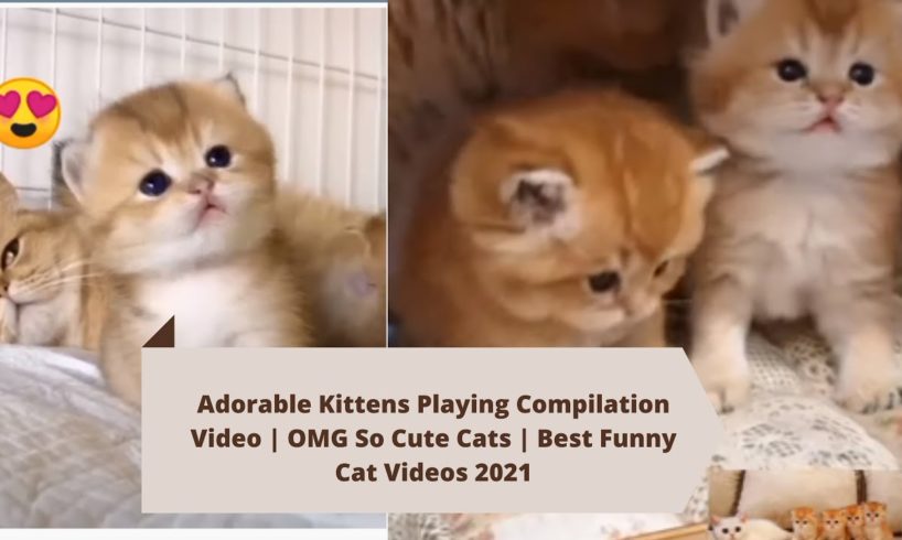 Cute and Funny Cats Playing Video Compilation 2021 | Funny Animals