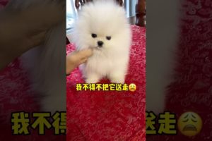 Cute animals cute Puppies funny Puppy videos #Short  170