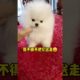 Cute animals cute Puppies funny Puppy videos #Short  170