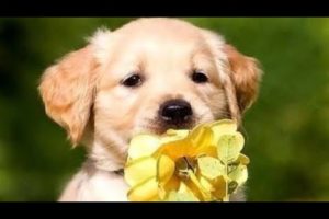 Cute animals || cutest puppies ever #cutedogs #cutepuppies #cuteanimals
