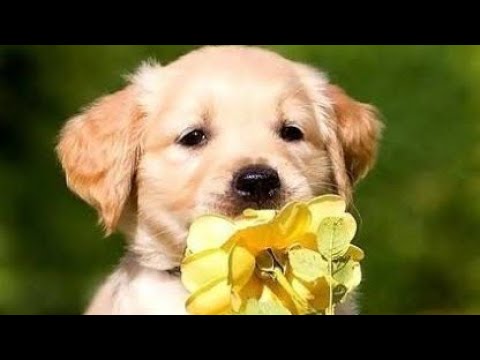 Cute animals || cutest puppies ever #cutedogs #cutepuppies #cuteanimals