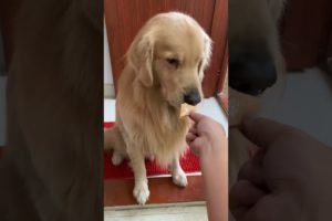 Cute baby animals Videos Compilation of the animals - Cutest Puppies #Animals #Cute #Dogs #Shorts