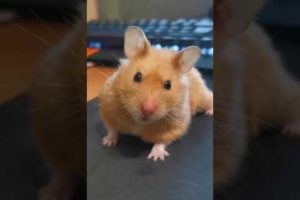 Cute fancy bear hamster #Shorts 🧸 Adorable animals