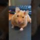 Cute fancy bear hamster #Shorts 🧸 Adorable animals