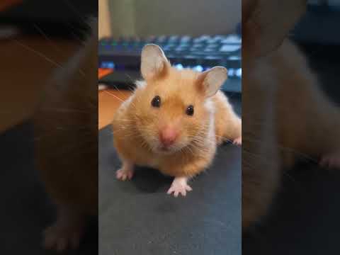 Cute fancy bear hamster #Shorts 🧸 Adorable animals