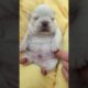 Cute puppies doing funny things 2021 #22 Cutest Dogs 266
