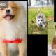 Cutest Puppies Compilation #1, Cute baby Pet puppies
