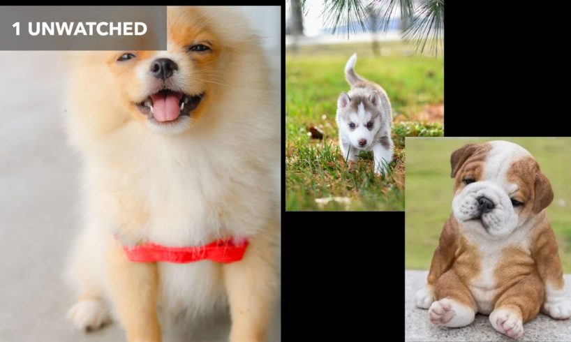 Cutest Puppies Compilation #1, Cute baby Pet puppies