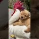 Cutest Puppies Compilation Dog Funny Things #shortvideos #FunnyShorts #154