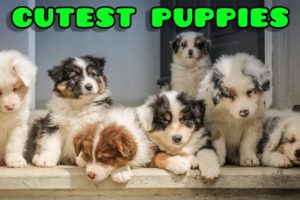 Cutest Puppies Compilation😍 #shorts