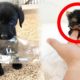 Cutest Puppies - Cute baby animals, Cutest moment of animals