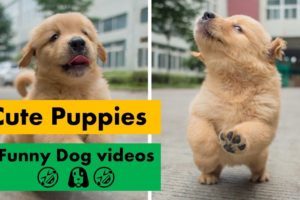 Cutest Puppies | Funny Dog videos | Cute Puppies Videos | Pet Videos | Puppy Training | My Dogs