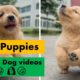 Cutest Puppies | Funny Dog videos | Cute Puppies Videos | Pet Videos | Puppy Training | My Dogs