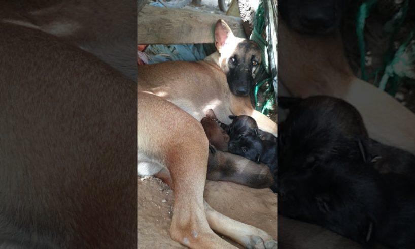 Cutest Puppies! Mother Dogs and Cute Puppies Videos Compilation, Cute moment of Puppy 8