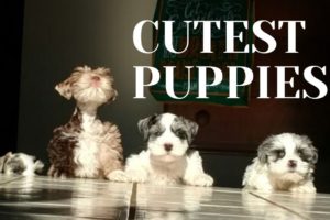 Cutest Puppies Playing 2020 | Sweet Baby Miniature Schnauzer Puppies