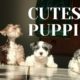 Cutest Puppies Playing 2020 | Sweet Baby Miniature Schnauzer Puppies